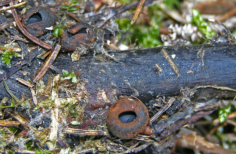 Plectania melastoma. Scheda fotografica